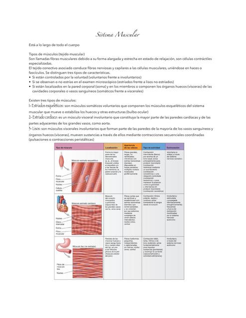 Resumen del Sistema Muscular anatomía 