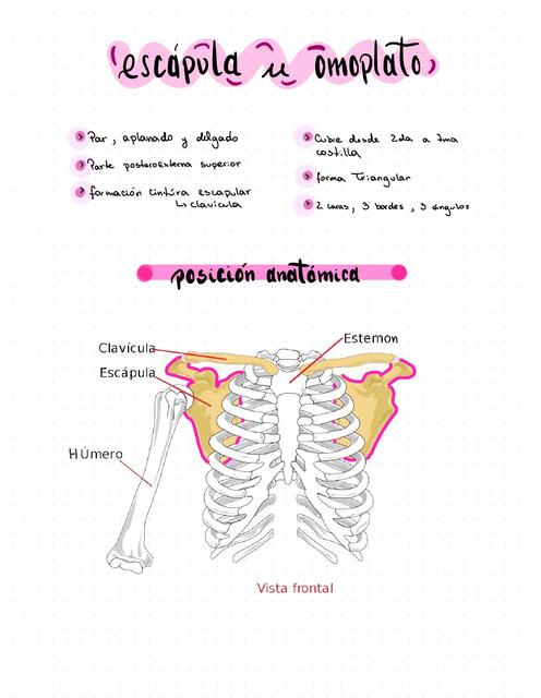 Anatomía escápula u omóplato  