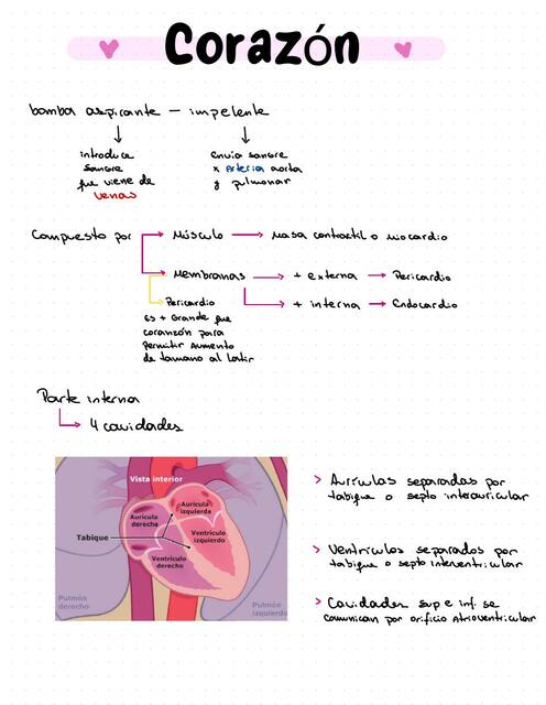 Corazón 