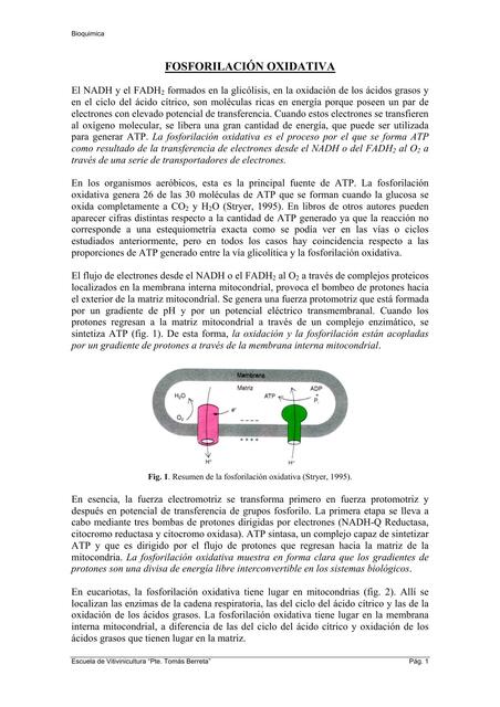 Fosforilación Oxidativa