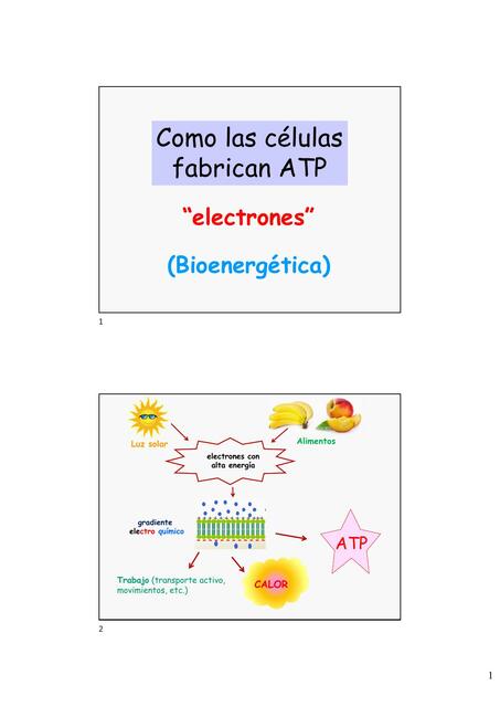 Como las células fabrican ATP “electrones” (Bioenergética)