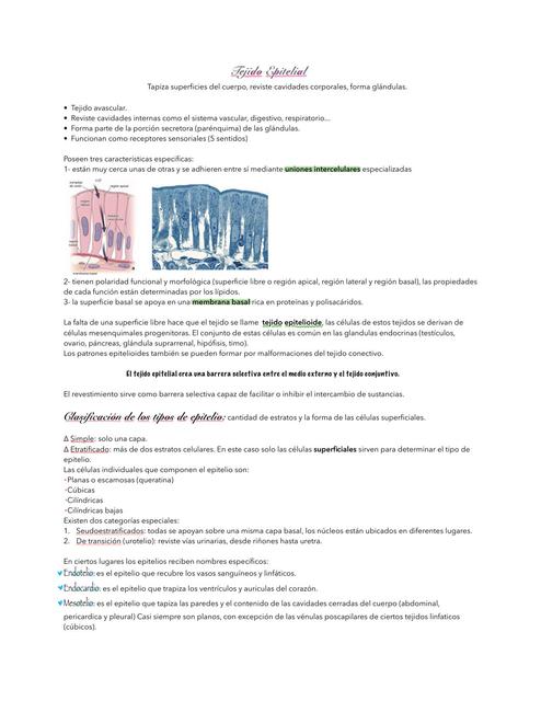 Resumen de Tejido Epitelial histología 