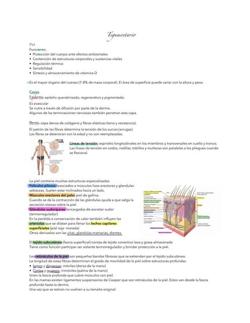 Resumen del sistema Tegumentario 