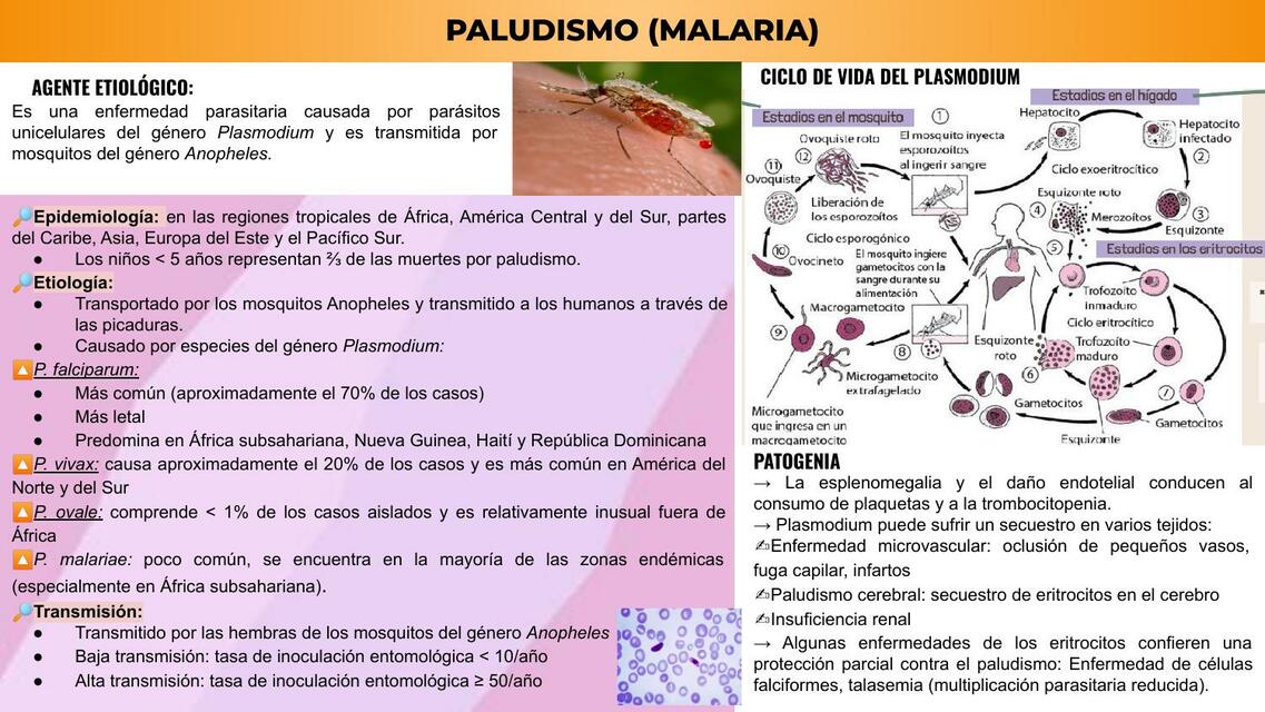 Paludismo, Dengue, Cólera y Otros  