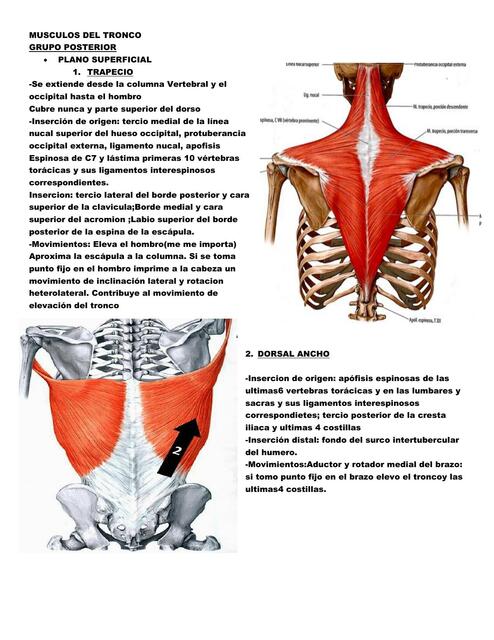 Músculos del tronco