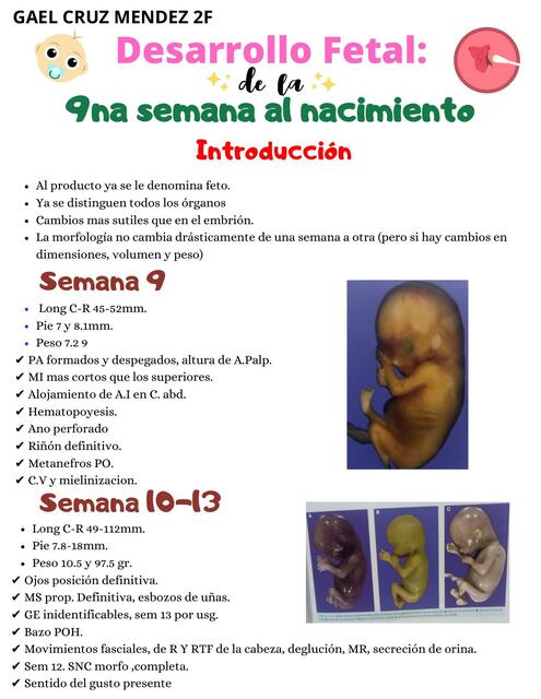 Desarrollo Fetal (9na semana al nacimiento)