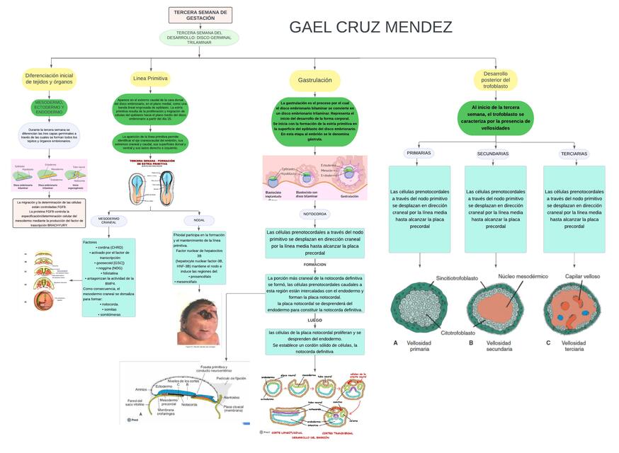 Tercera semana de gestación (Gastrulación)