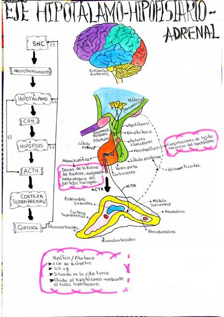 Eje Hipotalamo hipofisiario adrenal