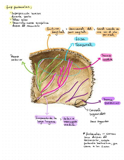 Anatomía hueso parietal