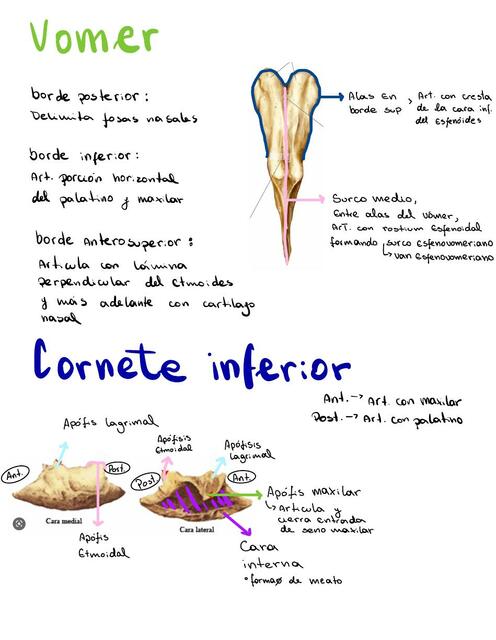 Anatomía 