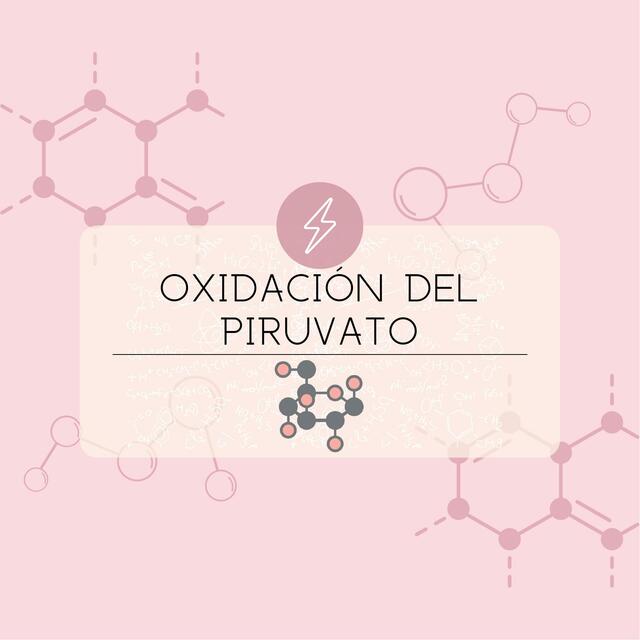 Oxidación del piruvato