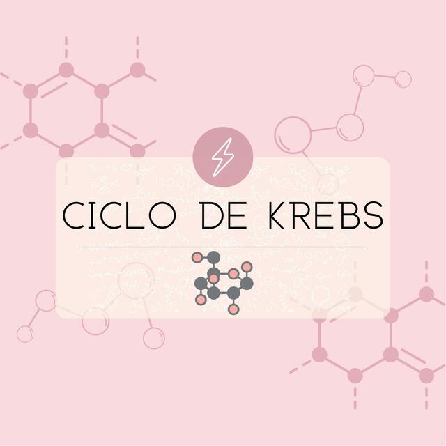 Ciclo de Krebs