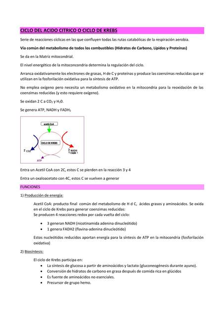 Ciclo De Krebs