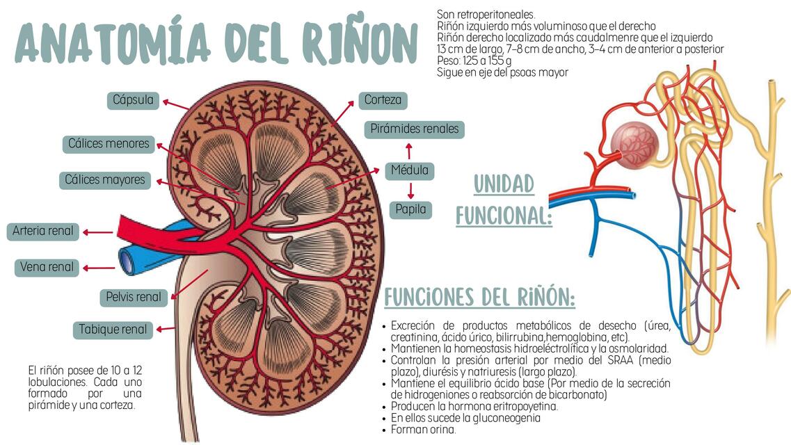 Fisiología renal 