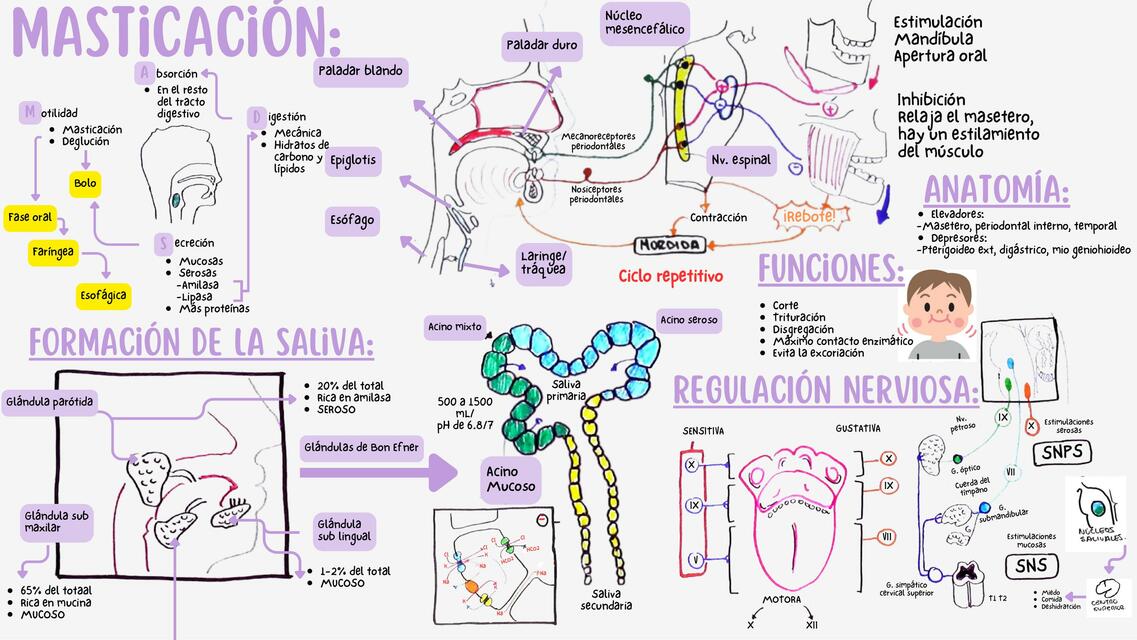 Fisiología de la masticación