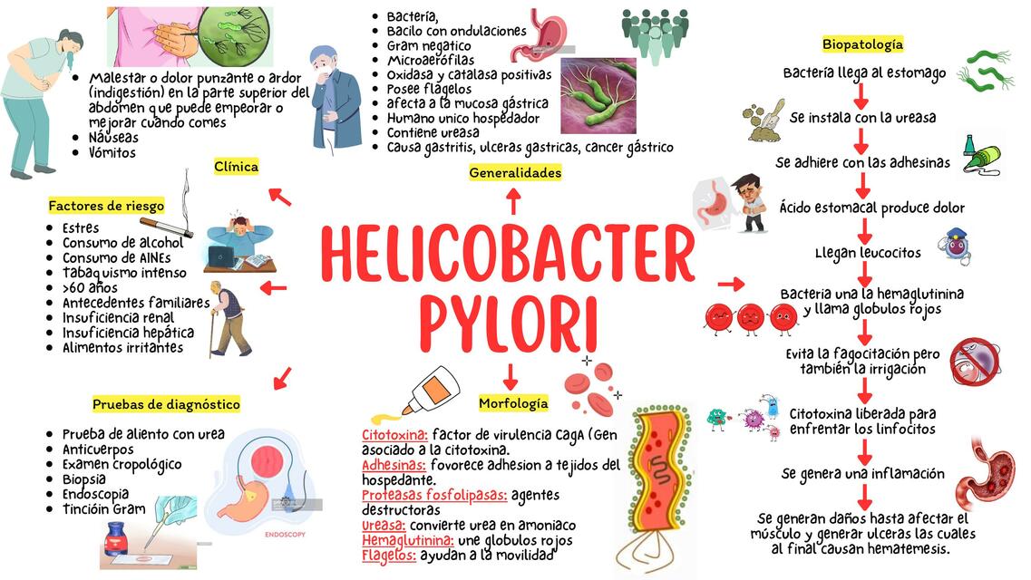 Helicobacter pylori