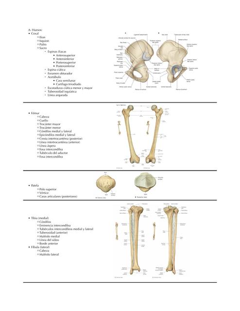 Anatomía del Miembro inferior (laboratorio)