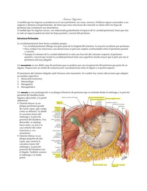 Resumen del sistema Digestivo anatomía