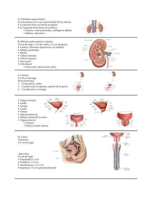 Anatomía del sistema Urinario (laboratorio)