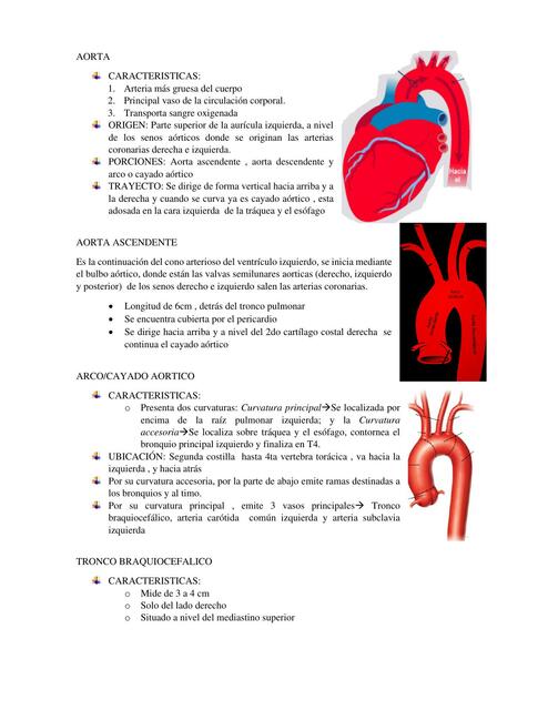 Aorta 