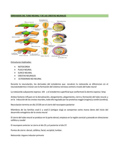 Crestas  Neurales 