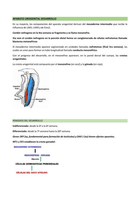 Desarrollo genital femin y masculino