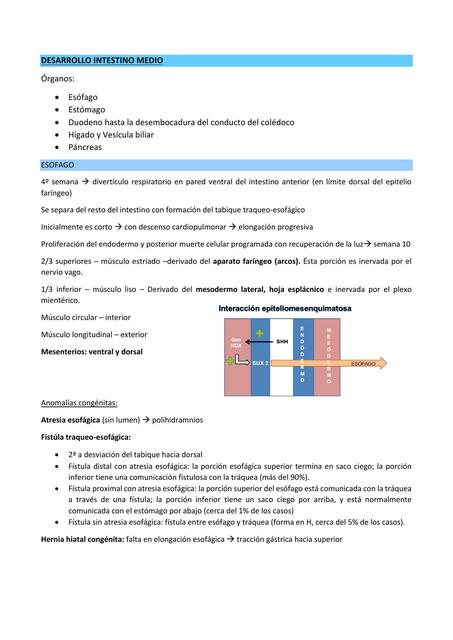 Desarrollo  Intestino 