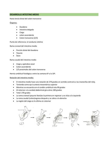 Desarrollo intestino medio 