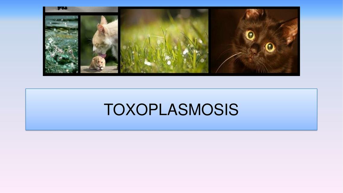 Toxoplasmosis 