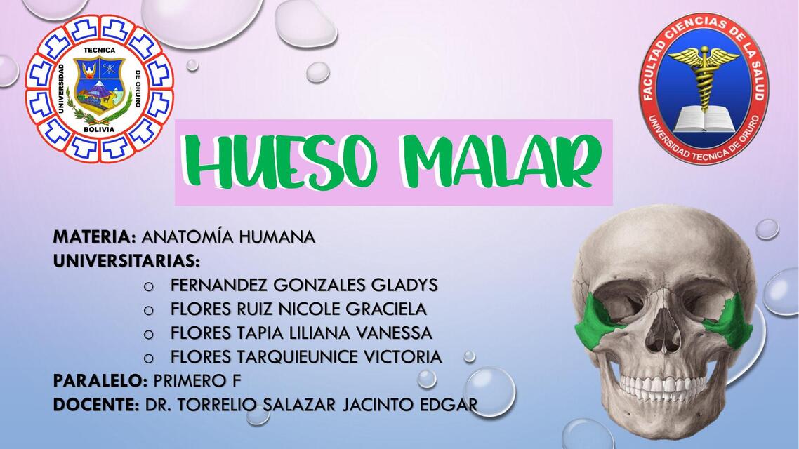 Hueso malar 