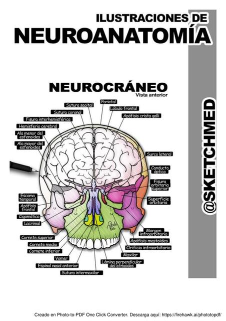 Ilustraciones de Neuroanatomía 