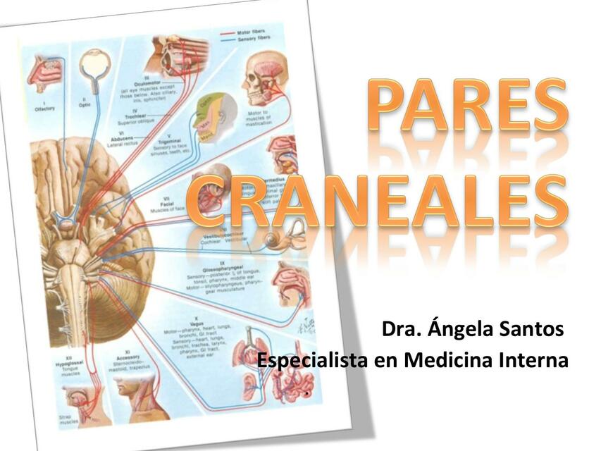 Exploración de los pares craneales