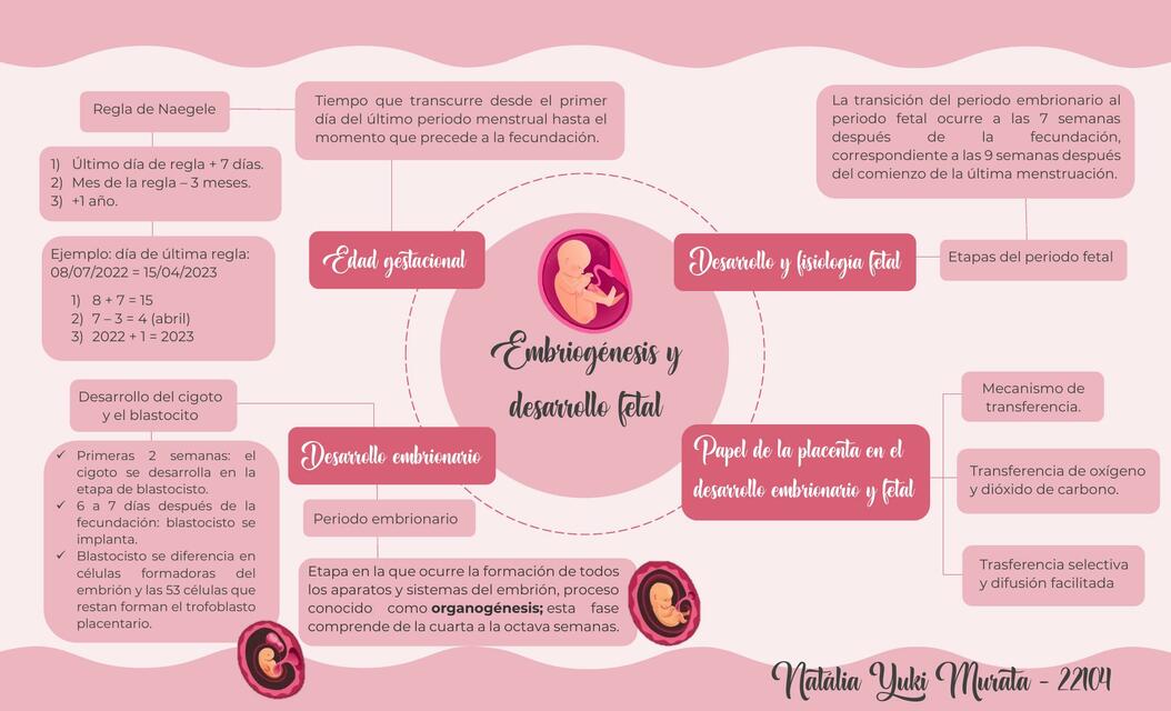 Embriogénesis y desarrollo fetal