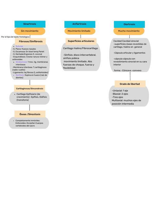Tipos de Articulaciones