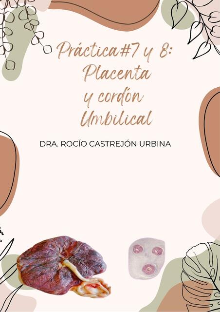 Práctica de Placenta y Cordón Umbilical