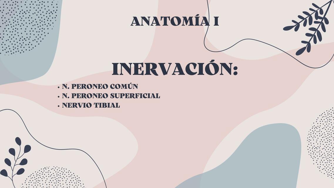 Inervación