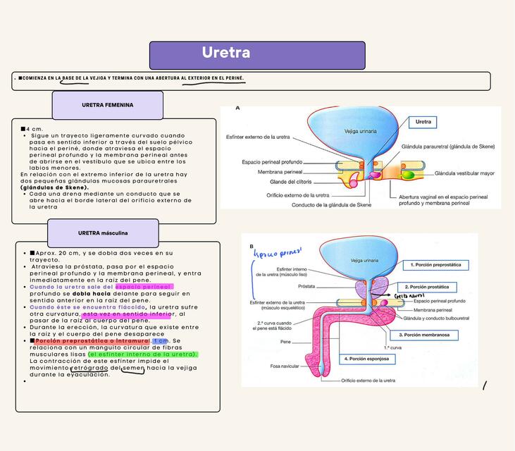 Uretra 