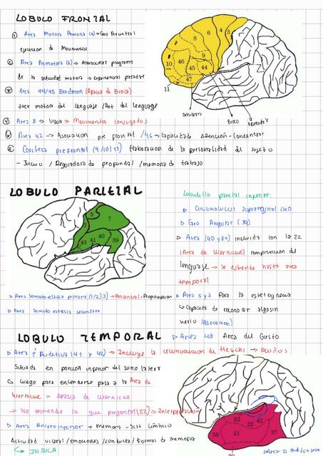 Corteza cerebral 