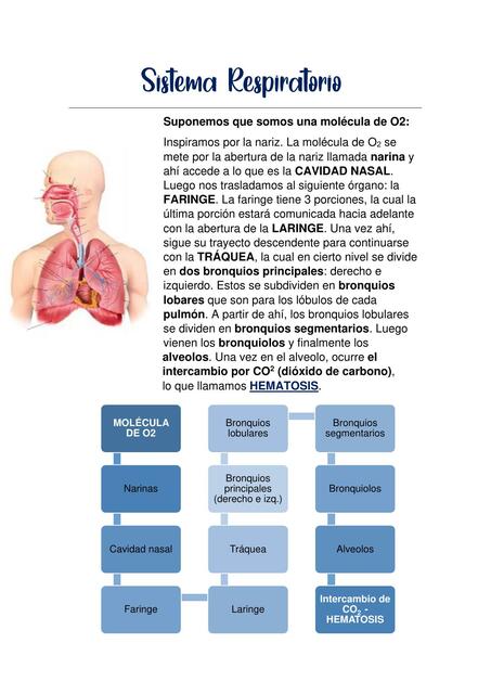 Sistema Respiratorio 