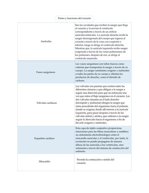 Partes y funciones del corazón 