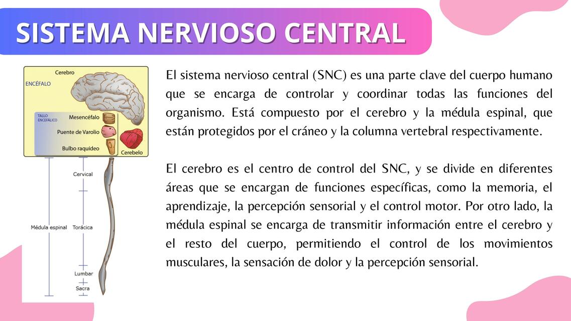 Sistema nervioso central