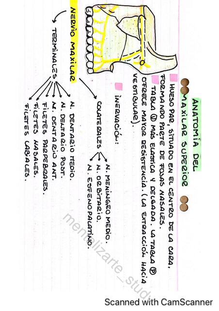 Anatomía del Maxilar Superior 