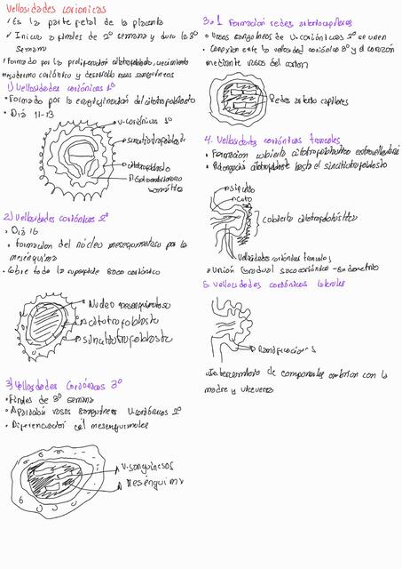 Vellosidades Coriónicas y Formación del Corazón