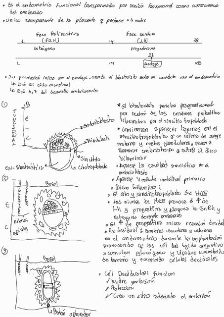 Decidua y Segunda Semana de Desarrollo Embrionario