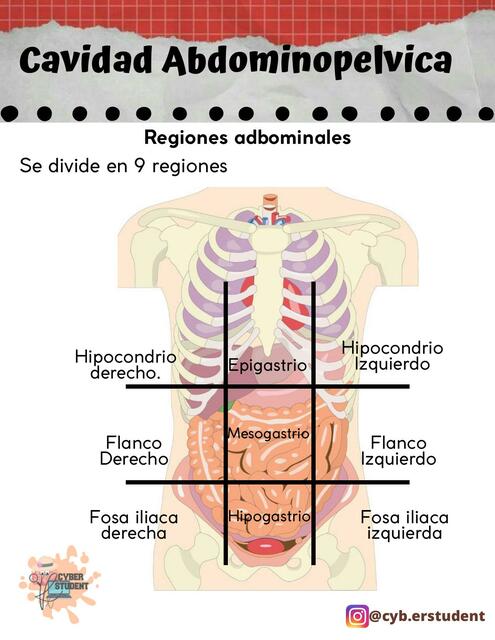 Regiones Abdominales CYBER STUDENT UDocz