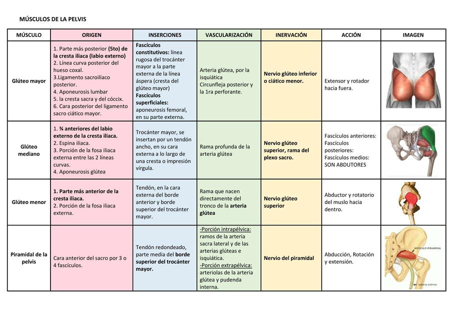 Músculos de la Pelvis