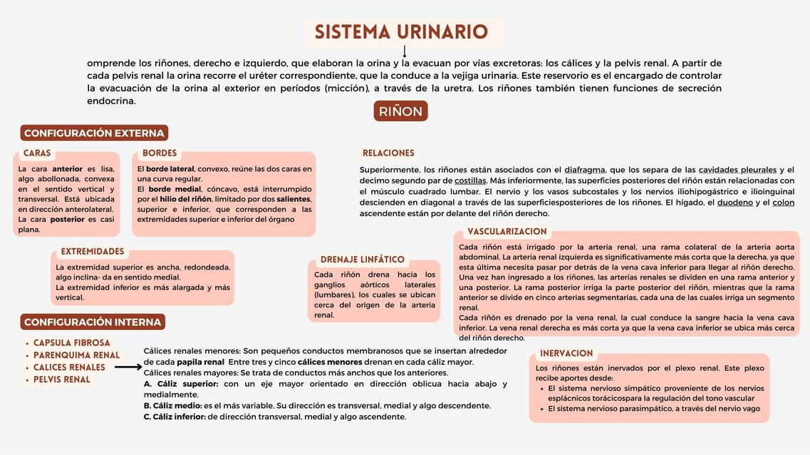 Sistema urinario