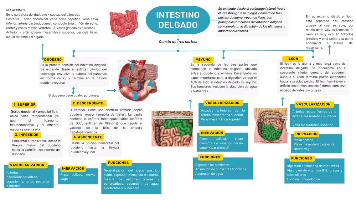 Intestino Delgado