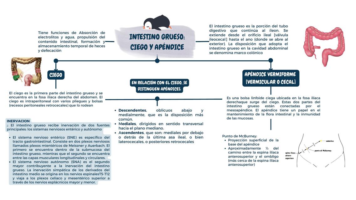 Intestino Grueso: Ciego y Apéndice 