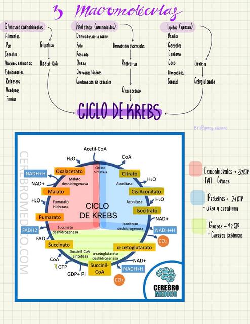 Ciclo de Krebs y Moléculas